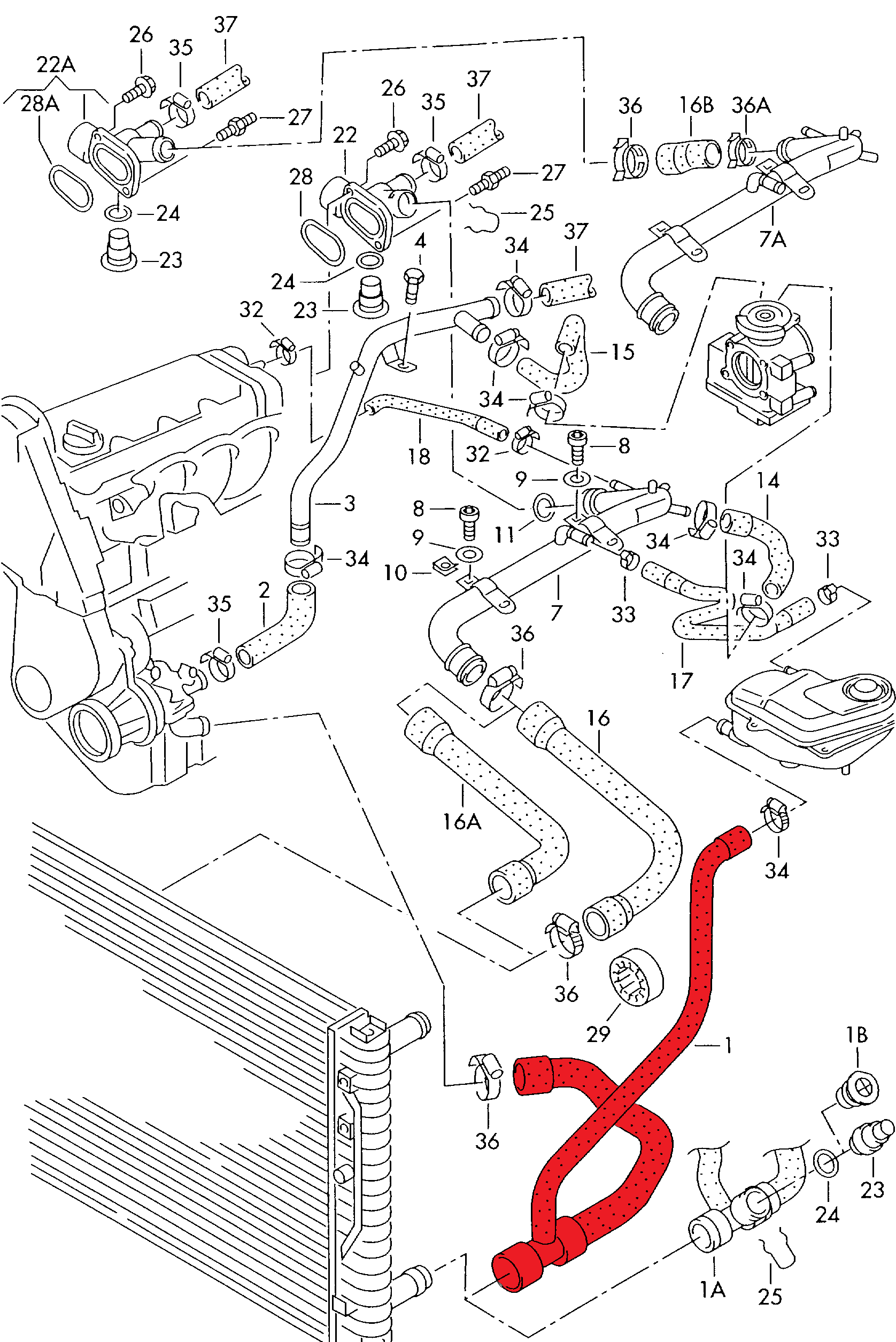 RADIATOR OUTLET HOSE